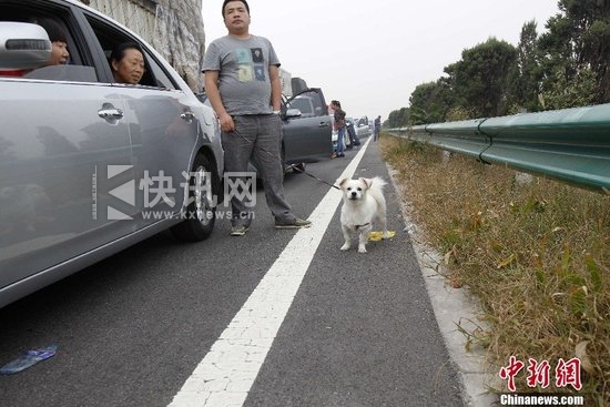 10月1日,国庆放假首日,大广高速安阳段北京方向,一大早即开始再现大堵车。图为一车主在高速路上遛狗。中新社发 王中举 摄