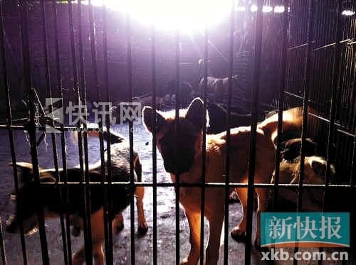 ������˽�׵��ڣ�һֻС��վ�������ߣ���������־塣