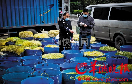 警方在清点缴获的毒豆芽 羊城晚报记者 周巍 摄 警方在清点缴获的毒豆芽 羊城晚报记者 周巍 摄