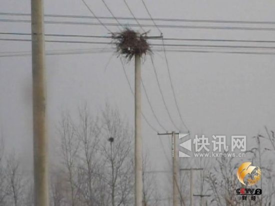 电网长期未通电,电线杆上已然有了鸟窝 电网长期未通电,电线杆上已然有了鸟窝