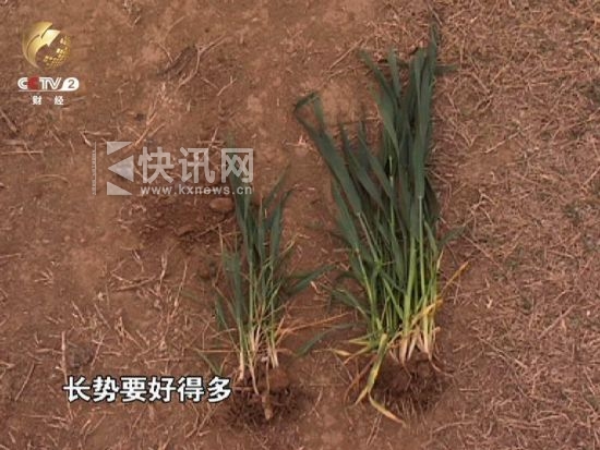 浇过水的麦子比未浇过水的涨势要好很多,分蘖情况也更好 浇过水的麦子比未浇过水的涨势要好很多,分蘖情况也更好