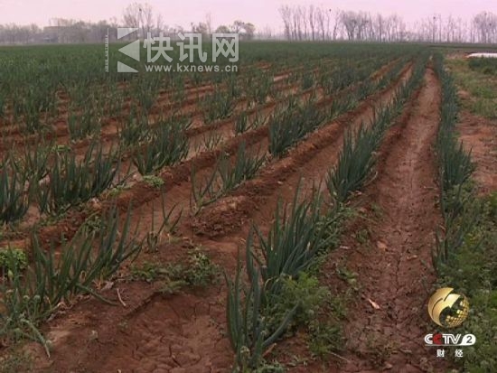 高尚远将一部分耕地用于种植经济效益更高的大葱 高尚远将一部分耕地用于种植经济效益更高的大葱