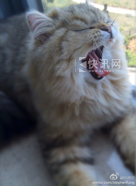 冯德伦替舒淇爱猫求“放饭”