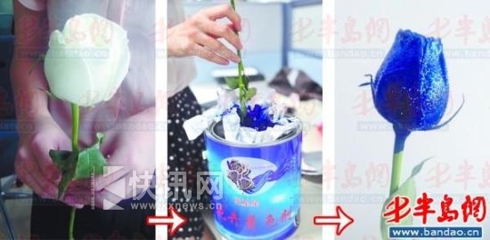 记者买来着色剂和荧光粉,仅10分钟就造出了一枝 记者买来着色剂和荧光粉,仅10分钟就造出了一枝