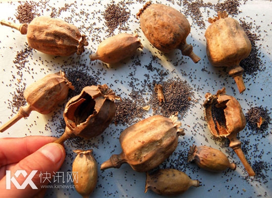 罂粟壳含有吗啡、可待因等30多种生物碱,长期食用会慢性中毒,最终上瘾。 东方IC 资料 罂粟壳含有吗啡、可待因等30多种生物碱,长期食用会慢性中毒,最终上瘾。 东方IC 资料