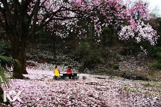 �����Ļ��ꡱ��ҩ������׳�۵ľ���֮һ