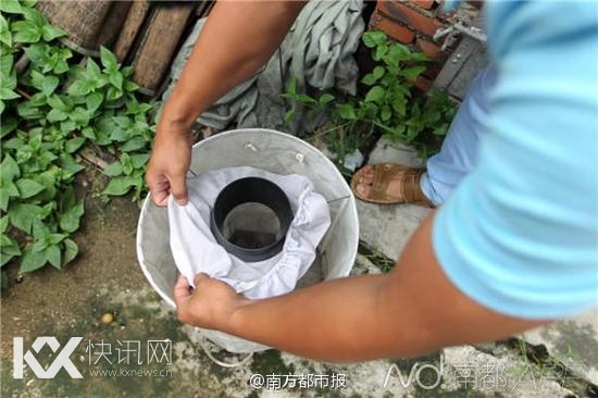 沃尔巴克氏体如同“疫苗”一样阻隔病毒,使这些蚊子无法把登革病毒传染给人类。