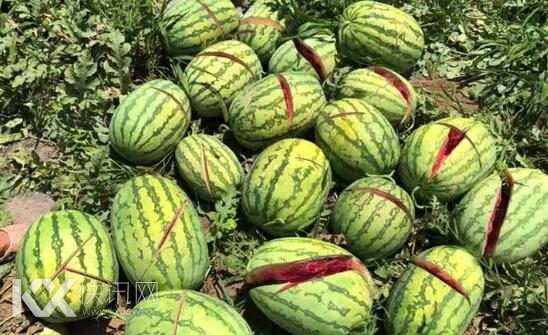 两千多个西瓜被砍烂?警方:与报道有出入 正调查中